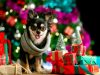 Pourquoi Offrir un Animal de Compagnie à Noël est une Mauvaise Idée
