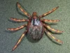 Risques et Mesures Préventives contre la Maladie de Lyme et les Tiques Géantes
