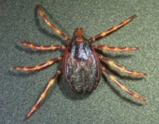 Risques et Mesures Préventives contre la Maladie de Lyme et les Tiques Géantes