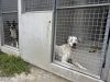 Hausse des Abandons d’Animaux de Compagnie pendant l’Été : Une Situation Alarmante