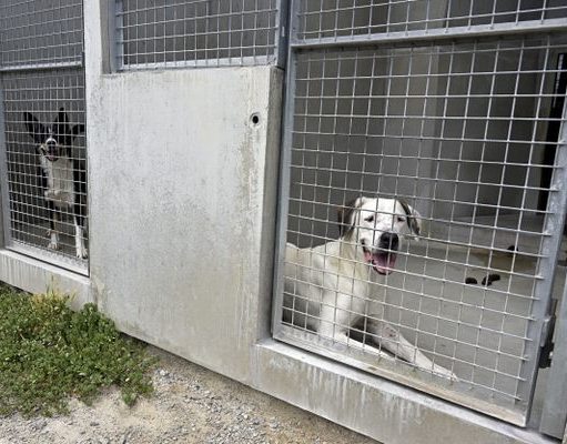 Hausse des Abandons d’Animaux de Compagnie pendant l’Été : Une Situation Alarmante