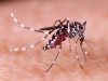 Arbovirus à Brive : Une Opération de Démoustication d’Urgence