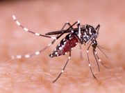 Arbovirus à Brive : Une Opération de Démoustication d’Urgence