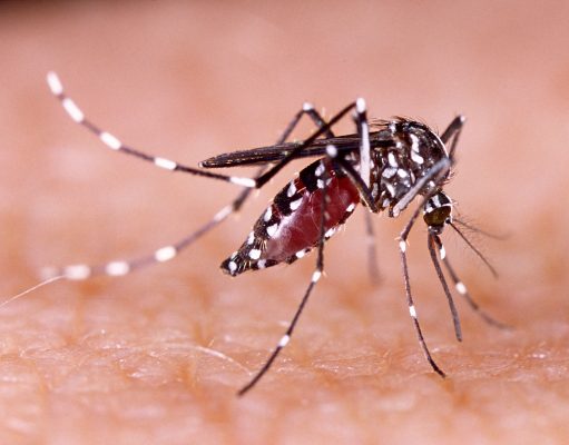 Arbovirus à Brive : Une Opération de Démoustication d’Urgence