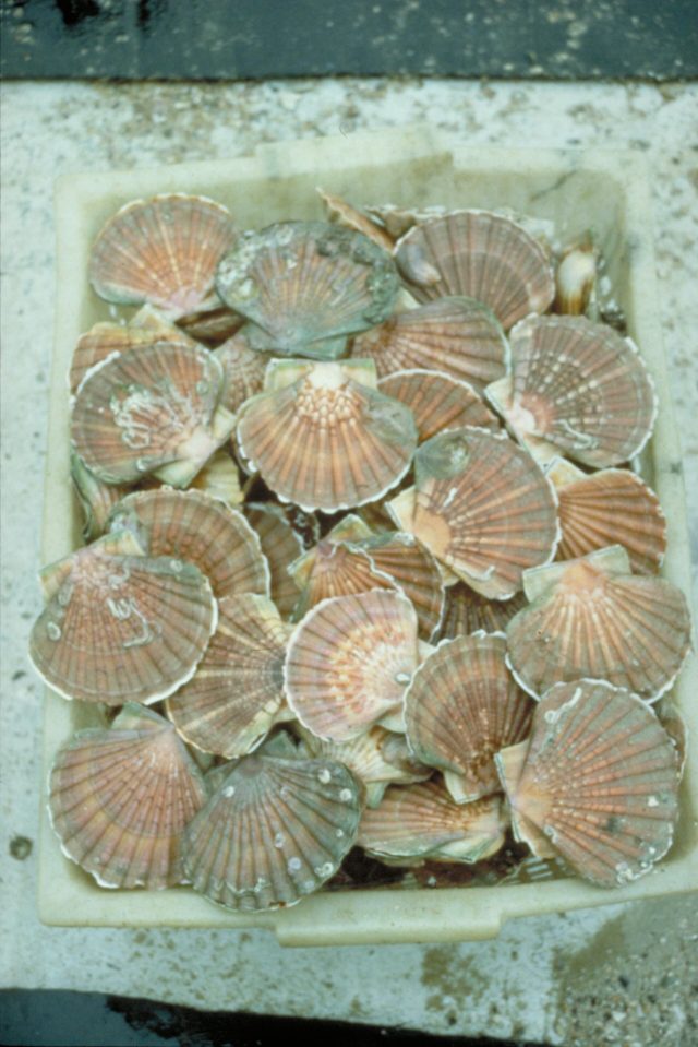 Bac de coquilles Saint-Jacques fraîchement pêchées avant la mise en sac (photo d’illustration)