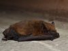 Éoliennes : les arrêter la nuit divise par cinq la mortalité des chauves-souris, selon une étude du Muséum Une pipistrelle commune, chauve-souris très présente en France (photo d’archives)