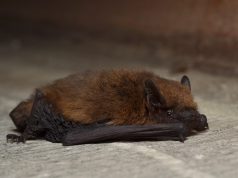 Éoliennes : les arrêter la nuit divise par cinq la mortalité des chauves-souris, selon une étude du Muséum Une pipistrelle commune, chauve-souris très présente en France (photo d’archives)