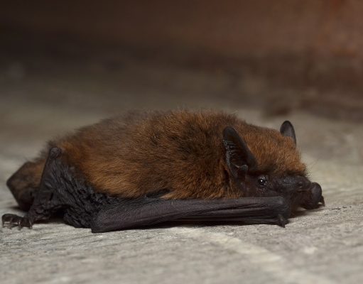 Éoliennes : les arrêter la nuit divise par cinq la mortalité des chauves-souris, selon une étude du Muséum Une pipistrelle commune, chauve-souris très présente en France (photo d’archives)