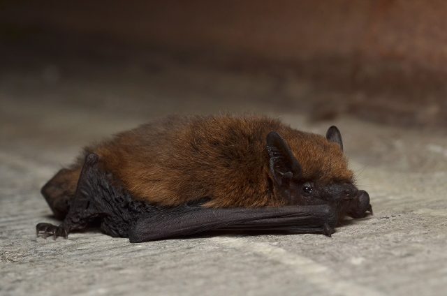 Une pipistrelle commune, chauve-souris très présente en France (photo d’archives) Une pipistrelle commune, chauve-souris très présente en France (photo d’archives)