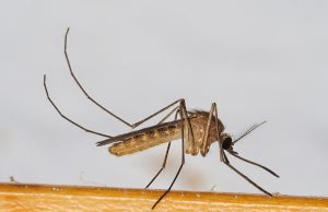 Virus West Nile en Île-de-France : 4e mort, 27 cas, les symptômes qui doivent alerter Un moustique commun du genre Culex, vecteur du virus du Nil occidental