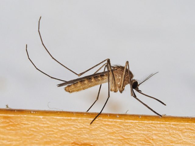 Un moustique commun du genre Culex, vecteur du virus du Nil occidental Un moustique commun du genre Culex, vecteur du virus du Nil occidental