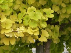 Ginseng Biloba : Hermès dévoile un nouvel Hermessence signé Christine Nagel, cinq ans de recherche pour une racine Feuilles de ginkgo biloba en automne, l'arbre qui inspire le nouveau parfum Hermessence d'Hermès