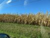 Maïs : 46 quintaux à l’hectare sans irrigation, la récolte 2026 tombe à 7 millions de tonnes, au plus bas depuis 1976 Un champ de maïs desséché par la sécheresse en France