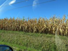 Maïs : 46 quintaux à l’hectare sans irrigation, la récolte 2026 tombe à 7 millions de tonnes, au plus bas depuis 1976 Un champ de maïs desséché par la sécheresse en France