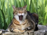 Fichier I-CAD : un pirate affirme détenir les données de 2,9 millions de propriétaires de chiens et chats, les réflexes à adopter Un chat domestique : chiens, chats et furets doivent être identifiés et enregistrés dans le fichier I-CAD