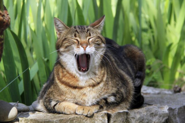 Un chat domestique : chiens, chats et furets doivent être identifiés et enregistrés dans le fichier I-CAD Un chat domestique : chiens, chats et furets doivent être identifiés et enregistrés dans le fichier I-CAD