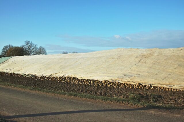 Récolte de betteraves sucrières dans le nord de la France (photo d'archives)