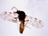 Virus Shamonda : une première mondiale chez l’humain en France, un patient immunodéprimé mort à Lyon, ce que l’on sait Moucheron piqueur du genre Culicoides, vecteur de virus animaux comme le Shamonda, vu au microscope