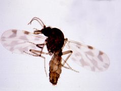 Virus Shamonda : une première mondiale chez l’humain en France, un patient immunodéprimé mort à Lyon, ce que l’on sait Moucheron piqueur du genre Culicoides, vecteur de virus animaux comme le Shamonda, vu au microscope