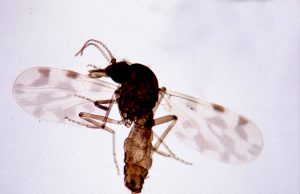 Virus Shamonda : une première mondiale chez l’humain en France, un patient immunodéprimé mort à Lyon, ce que l’on sait Moucheron piqueur du genre Culicoides, vecteur de virus animaux comme le Shamonda, vu au microscope