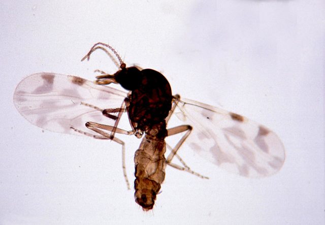 Moucheron piqueur du genre Culicoides, vecteur de virus animaux comme le Shamonda, vu au microscope Moucheron piqueur du genre Culicoides, vecteur de virus animaux comme le Shamonda, vu au microscope