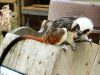 14 singes volés dans un zoo près de Pau : ouistitis et tamarins, la piste du trafic Un tamarin pinché, espèce de petit singe menacée (photo d’illustration)