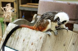 14 singes volés dans un zoo près de Pau : ouistitis et tamarins, la piste du trafic Un tamarin pinché, espèce de petit singe menacée (photo d’illustration)