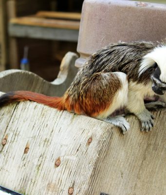 14 singes volés dans un zoo près de Pau : ouistitis et tamarins, la piste du trafic Un tamarin pinché, espèce de petit singe menacée (photo d’illustration)