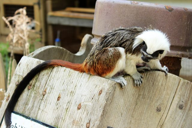 Un tamarin pinché, espèce de petit singe menacée (photo d’illustration)
