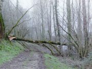 Tempête Austen : un mort dans la Manche, 242 000 foyers sans électricité, seuls le Nord, le Pas-de-Calais et la Somme restent en orange Arbres brisés par une tempête dans un sous-bois, en France (image d'archives)