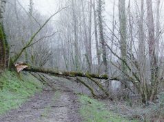 Tempête Austen : un mort dans la Manche, 242 000 foyers sans électricité, seuls le Nord, le Pas-de-Calais et la Somme restent en orange Arbres brisés par une tempête dans un sous-bois, en France (image d'archives)