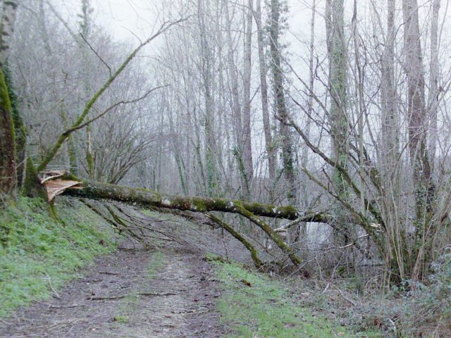 Arbres brisés par une tempête dans un sous-bois, en France (image d'archives) Arbres brisés par une tempête dans un sous-bois, en France (image d'archives)