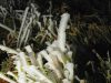 Vortex polaire début novembre : vague de froid ou simple fraîcheur ? Ce qui est sûr Du givre sur l’herbe au petit matin