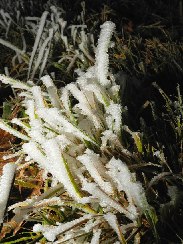 Du givre sur l’herbe au petit matin Du givre sur l’herbe au petit matin