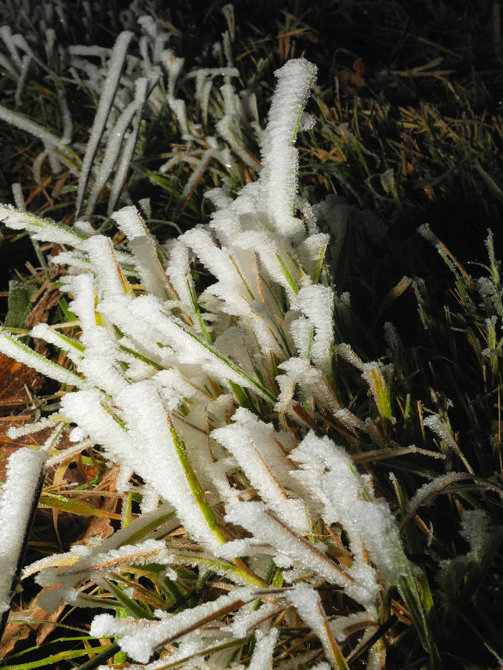 Du givre sur l’herbe au petit matin Du givre sur l’herbe au petit matin